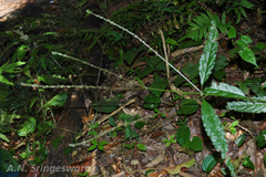 Achyranthes bidentata